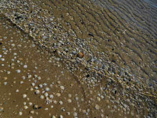 background of shells under water. Details of a summer that is about to arrive.