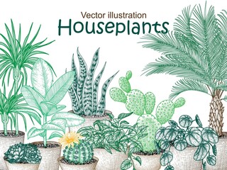 Vector illustration of garden houseplants in engraving style. Graphic linear dracaena, lobivia cactus, sansevieria, ficus, scindapsus, prickly pear cactus, succulents, pilea, indoor palm