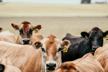Herd Cows With Number Tags