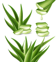 Realistic aloe vera medicinal plant and its sections with fresh drops of water in 3D. Isolated vector illustration - obrazy, fototapety, plakaty