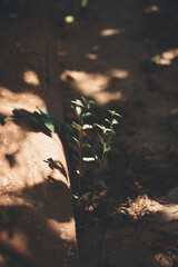 Detail of garden plants with large and vertical leaves