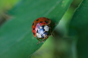Asian Ladybug in a shallow depth of field photo. Bug on a leaf.