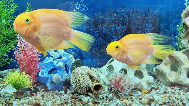 Pair of Blood parrot cichlid fish swimming in aquarium. Bright Heart parrot or Taiwan hybrid fish swims in fishtank