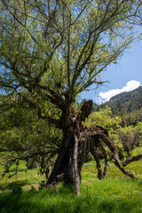 Aferrándose a la vida (Arbol de Sauce)