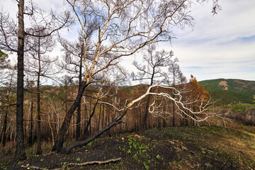 Trees burned in a forest fire, late spring, mountainous area.