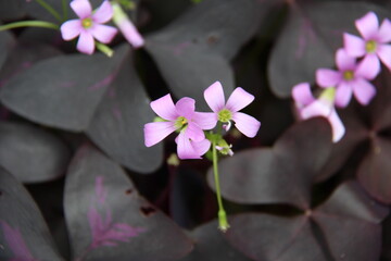 Purple sorrel (Oxalis triangularis), purple leaves with pink flowers, selective focus, full frame.