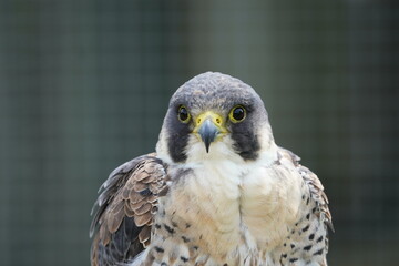 Peregrine falcon