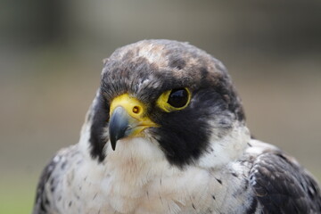 Peregrine falcon