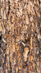 大木の樹皮のテクスチャ素材