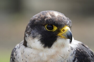 Peregrine falcon