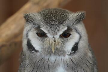 Northern white faced owl