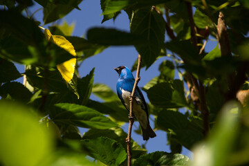 Um pássaro de cor azul empoleirado em um galho de uma árvore frondosa. (Tersina viridis)....