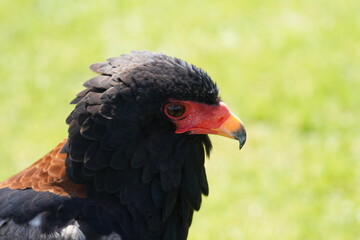 Bateleur Eagle