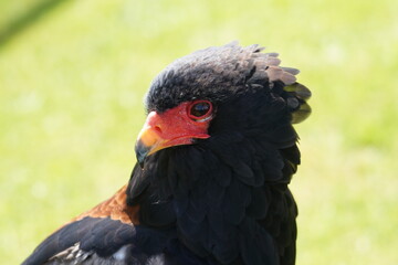 Bateleur Eagle