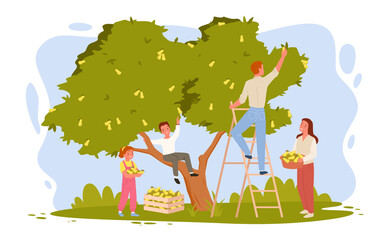 Happy family of farmers picking pears in orchard together. Cartoon young woman holding fruit basket, man standing on ladder, boy and girl help parents flat vector illustration. Harvest concept