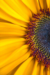 close up of sunflower