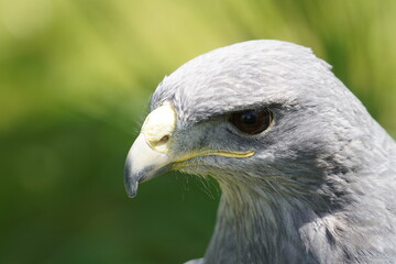 Fototapeta premium Black chested buzzard eagle