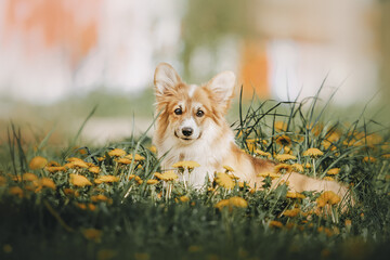 cute corgi puppy in sunny nature