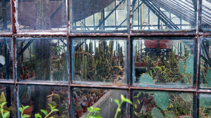 A bunch of cactus and succulent plants inside a greenhouse. Taken from outside through a glass 