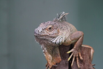 Green iguana