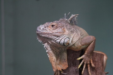 Green iguana