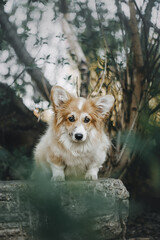 cute corgi puppy in sunny nature