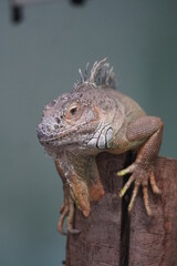Green iguana