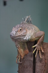 Green iguana