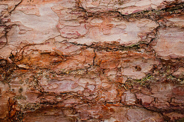 Red-brown bark of a pine tree close-up. Pine bark texture.