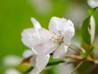 Obraz na płótnie Canvas Blossoming apple. Branch of apple tree pink and white flowers in bloom in the spring. Close-up. Blurred natural floral background. Soft selective focus