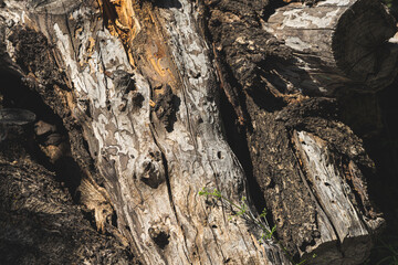 Texture detail of old and dry trunks of almond wood