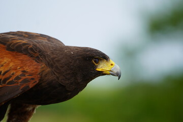 Harris's hawk