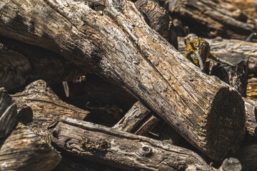 Texture detail of old and dry trunks of almond wood