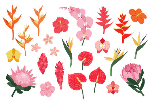 Vector illustrations set of bright tropical flowers. Exotic flowers collection. Botanical summer decor