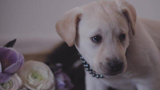 labrador puppies black and white