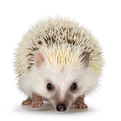 Cute two colored hedgehog, walking and looking towards camera. Isolated on a white background.