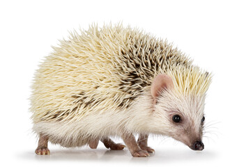 Cute two colored hedgehog, standing and looking side ways away from camera. Isolated on a white background.