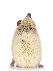 Cute two colored hedgehog, standing  backwards and looking up. Isolated on a white background.