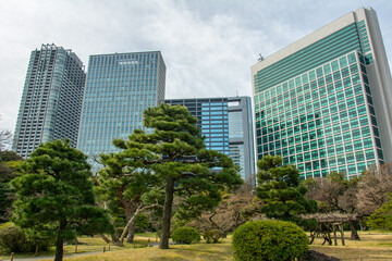 Obraz na płótnie Canvas Skyline view of Chuo Ward area seen through the pine trees in Hamarikyu Gardens in Tokyo, Japan