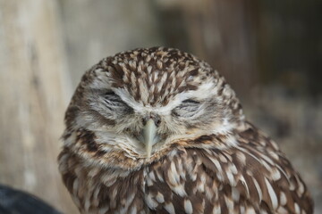 Burrowing owl