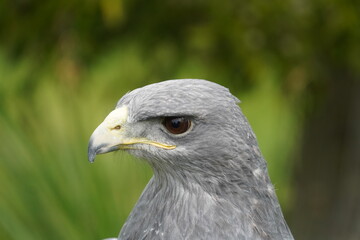 Black chested buzzard eagle