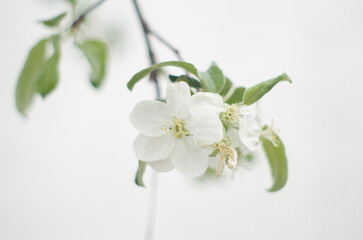 White floral background. Delicate romantic light background. White flower on a white background...