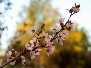 Peach blossom cluster