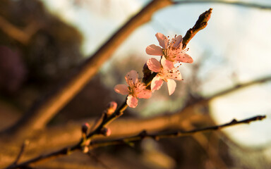 Spring blossom twig
