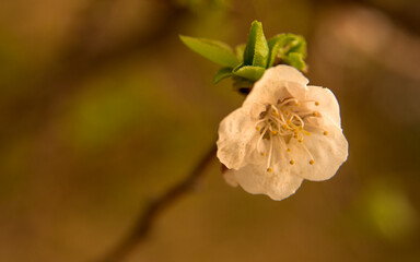 Obraz premium Soft pink peach blossom