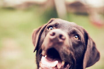 Closeup of Brown Labrador smiling for the camera. High quality photo