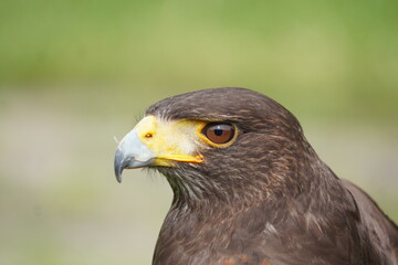 Harris's hawk