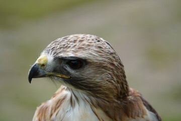 Red tailed hawk