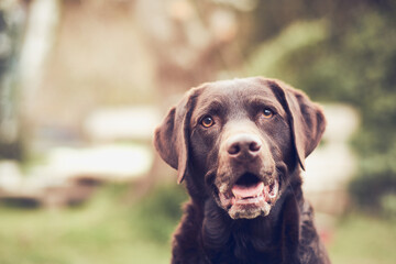 Brown Labrador smiling for the camera. High quality photo