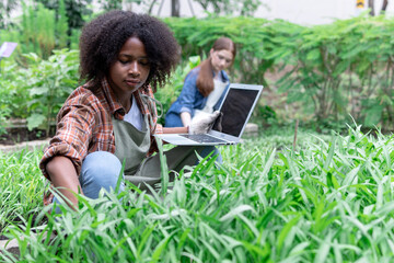Young woman farmer uses laptop to analyze and research agricultural crops in a vegetable plot,...